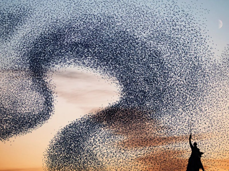 Book Review: Unleash the&nbsp;Swarm